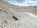 Leh-Ladakh-Srinagar Highway scene Royalty Free Stock Photo